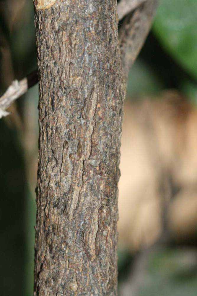              Second - third year twig (Riverside, CA)       